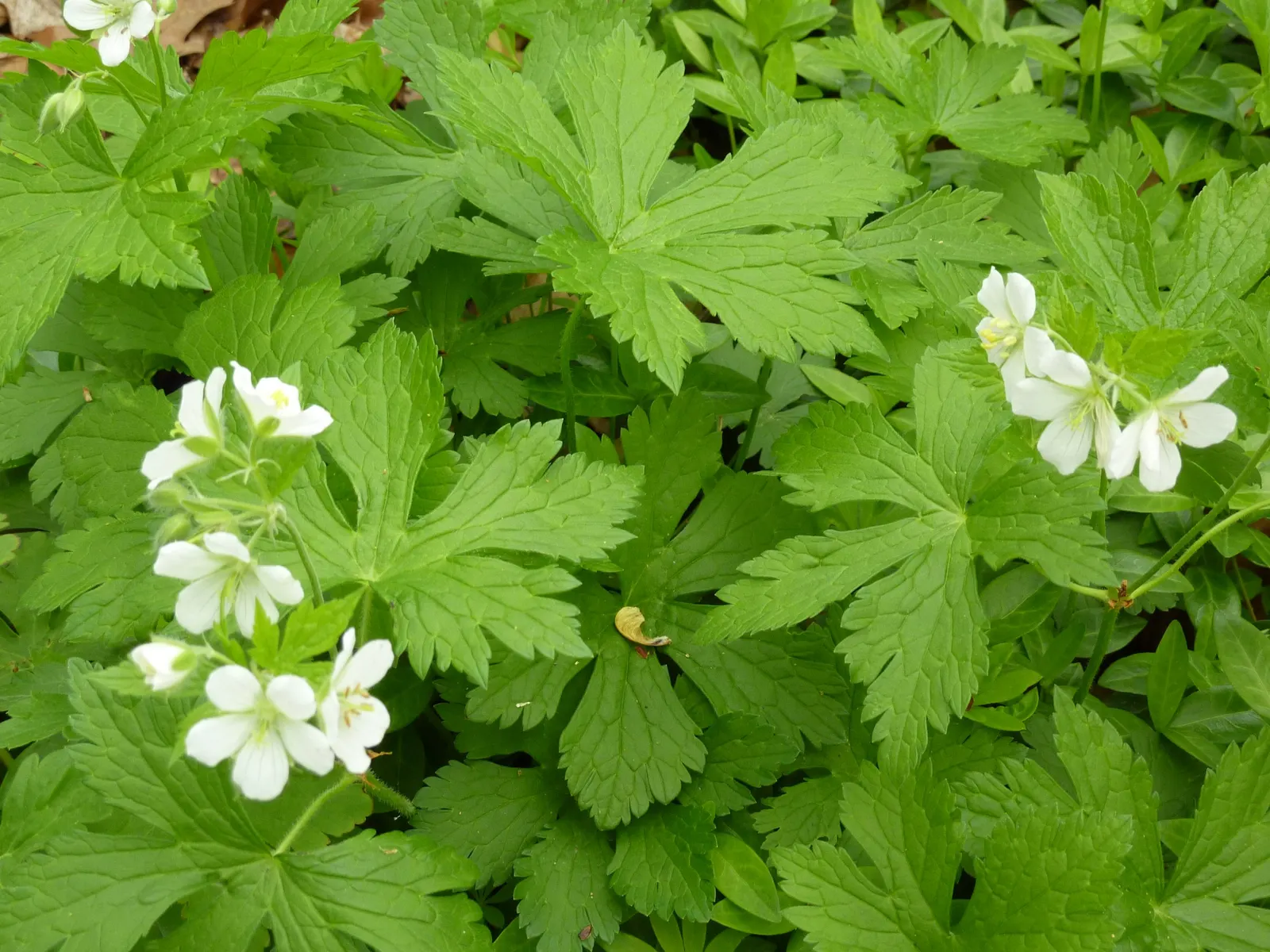 Wild Geranium (Geranium Maculatum) — ranging in hue from soft lavender to vivacious pink; each leaf is marked with distinctive characteristics, image 84