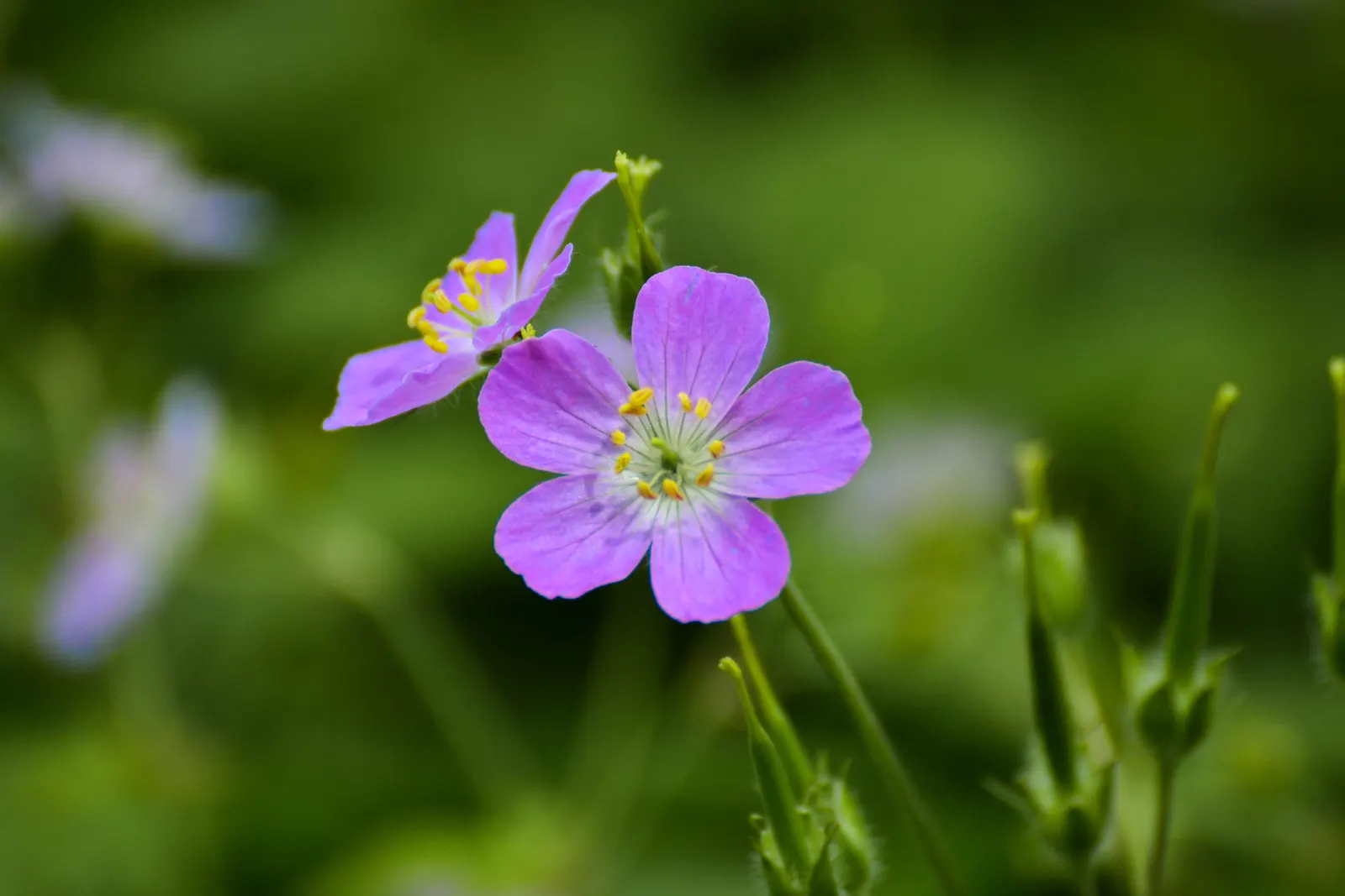 Wild Geranium (Geranium Maculatum) — perennial for full or half; geranium maculatum is an attractive, image 96