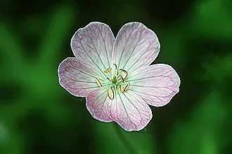 Wild Geranium (Geranium Maculatum) — Wild Geranium (Geranium maculatum) is a shade-tolerant perennial reaching 1 to 2 feet in height; and can be used for