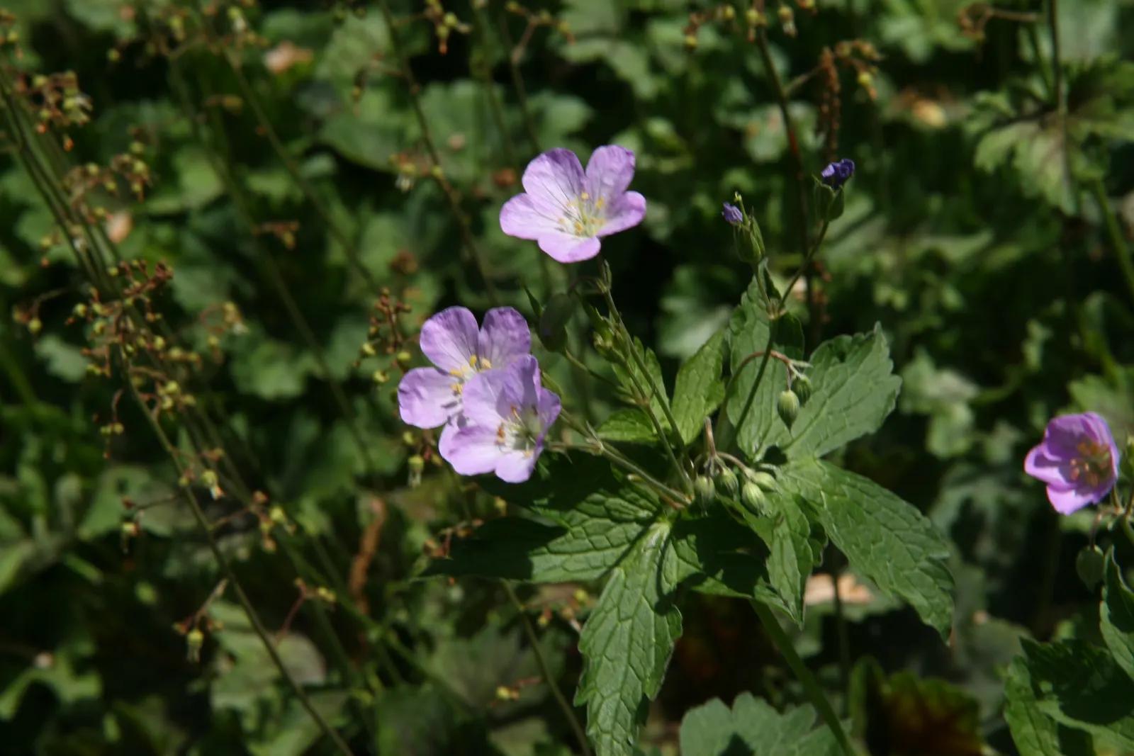 Wild Geranium (Geranium Maculatum) — pink flowers in the garden; flourishing in USDA zones 3 through 8, image 70
