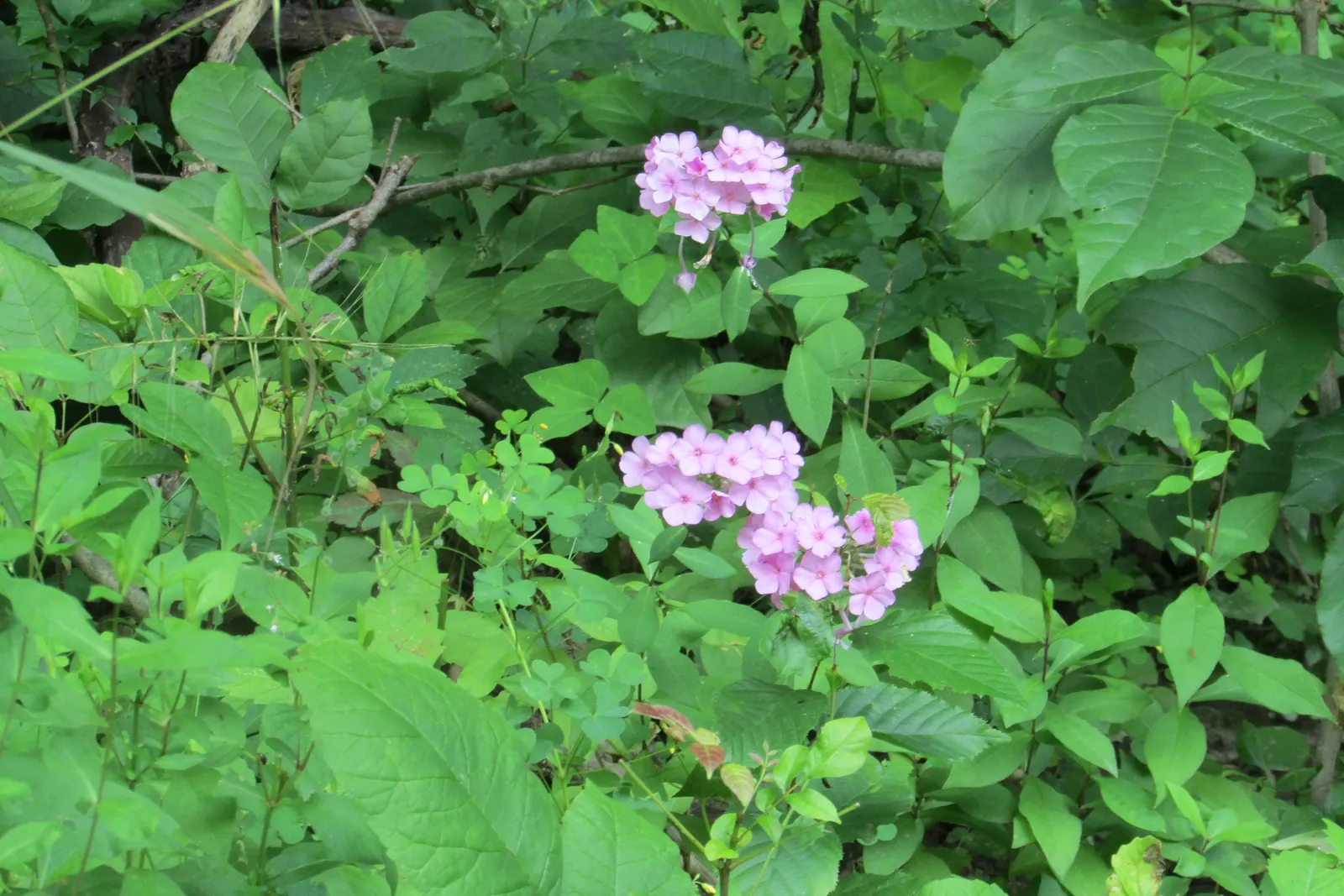 Wild Geranium (Geranium Maculatum) — it also exhibits considerable drought tolerance once established; hence the species' epithet.<br><br>Come, image 91