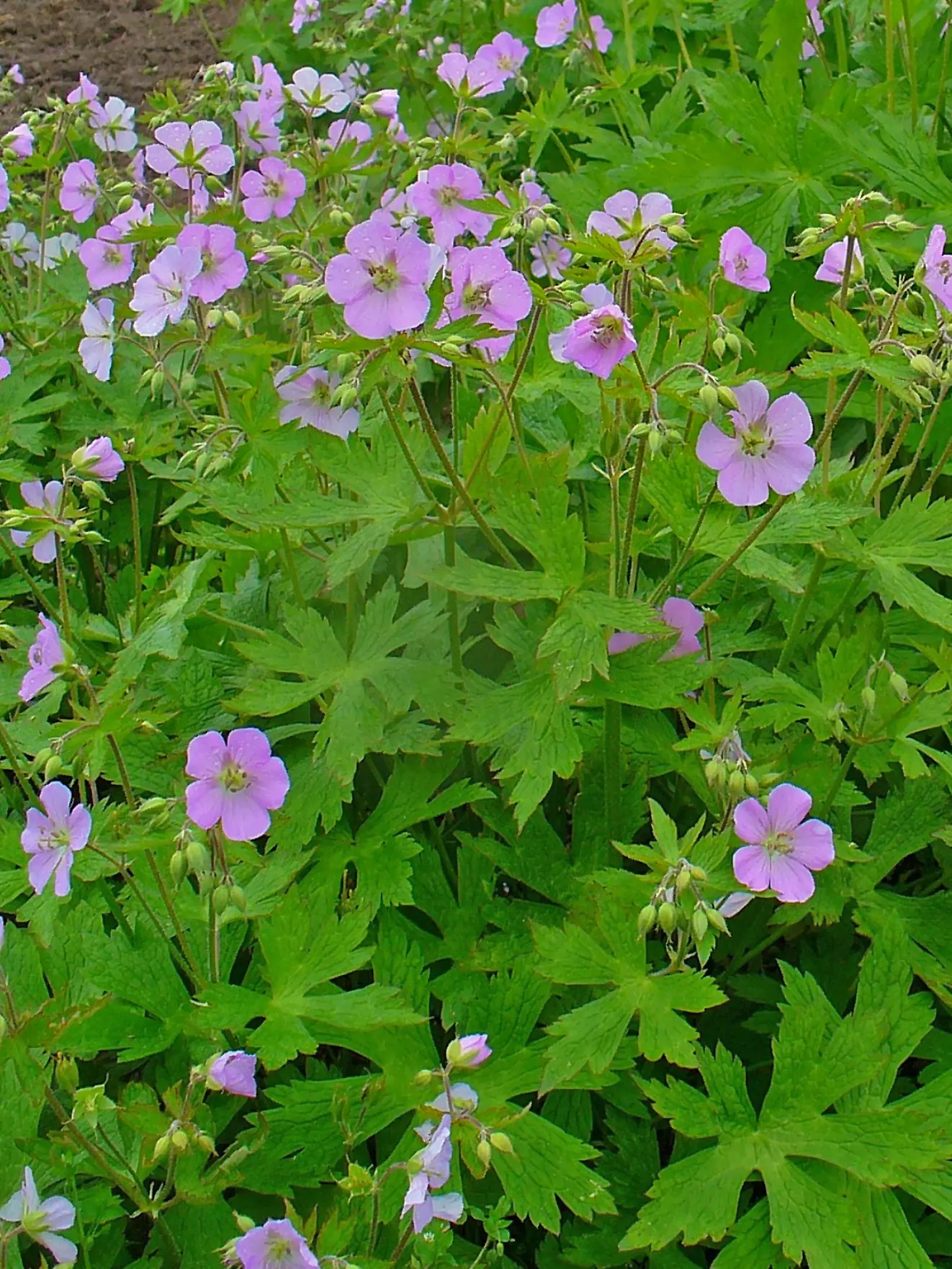 Wild Geranium (Geranium Maculatum) — well-drained soil with an organic layer that imitates its forest floor origins; further enhances its appeal, image 113