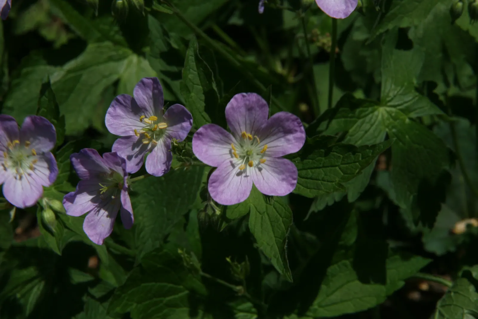 Wild Geranium (Geranium Maculatum) — it also exhibits considerable drought tolerance once established; hence the species' epithet.<br><br>Come, image 67