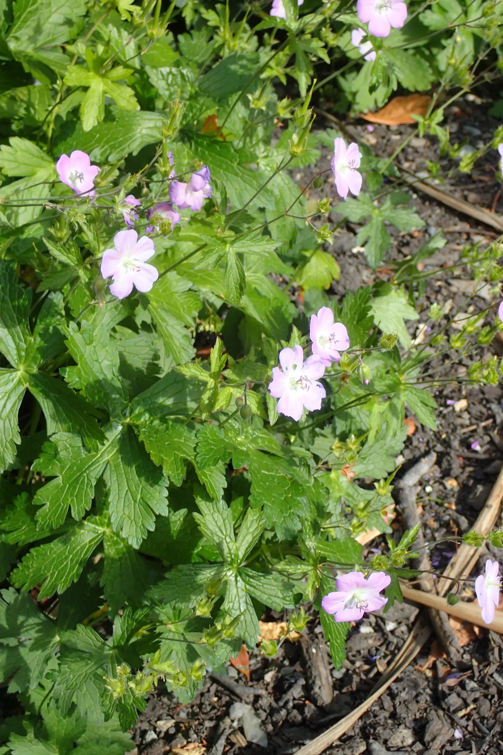 Wild Geranium (Geranium Maculatum) — Wild Geranium (Geranium maculatum) is a shade-tolerant perennial reaching 1 to 2 feet in height; and can be, image 49