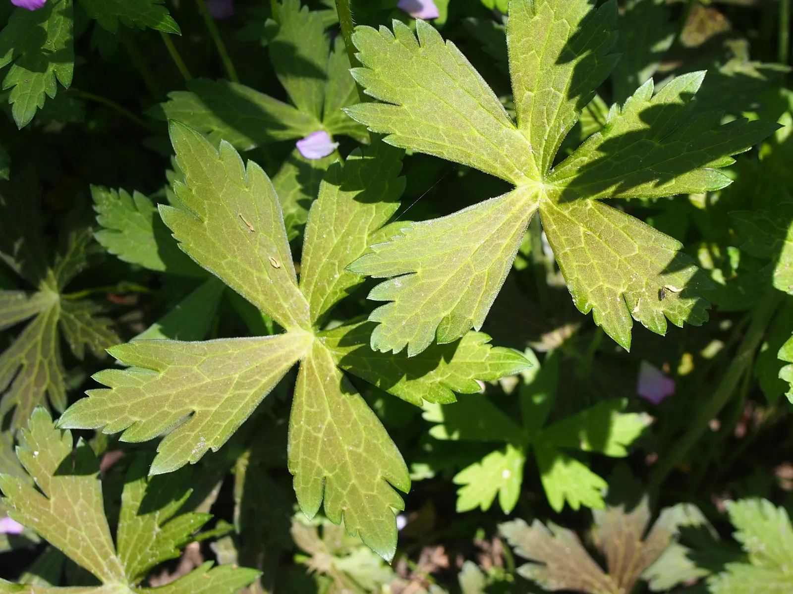 Wild Geranium (Geranium Maculatum) — further enhances its appeal; well-drained soil with an organic layer that imitates its forest floor origins, image 68