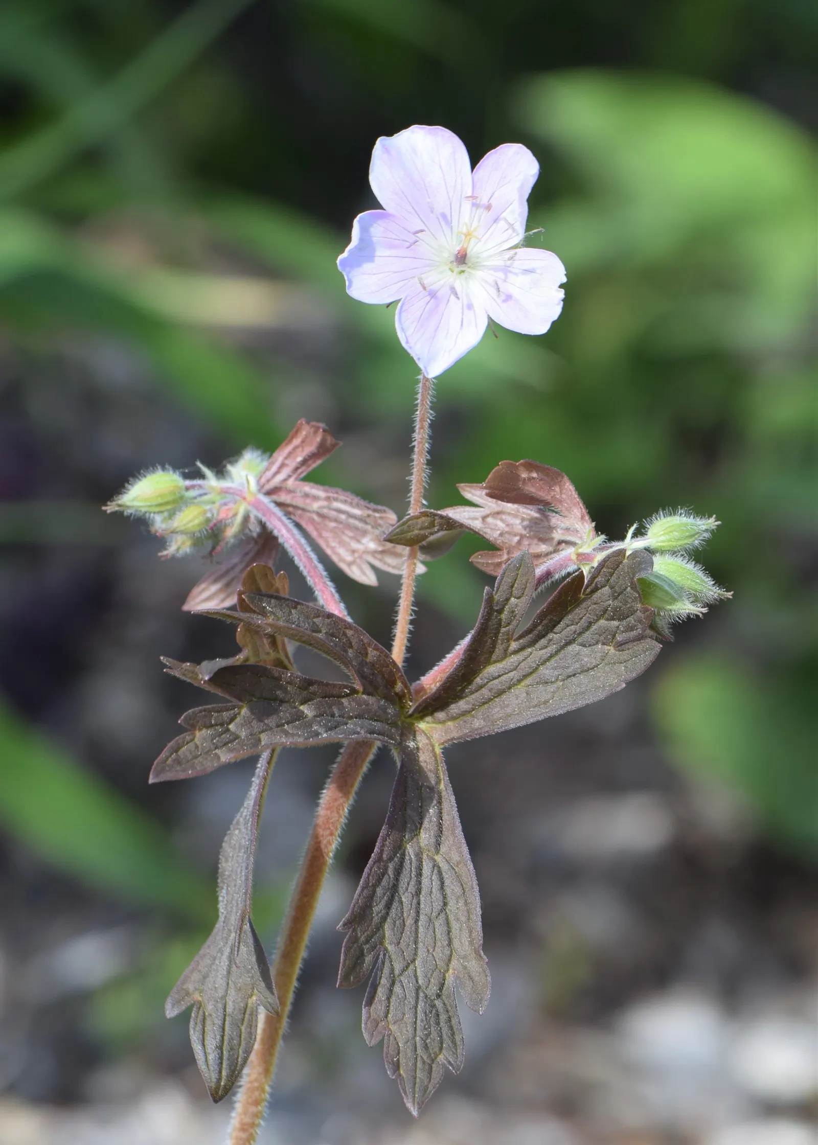 Wild Geranium (Geranium Maculatum) — ranging in hue from soft lavender to vivacious pink; each leaf is marked with distinctive characteristics - they typically