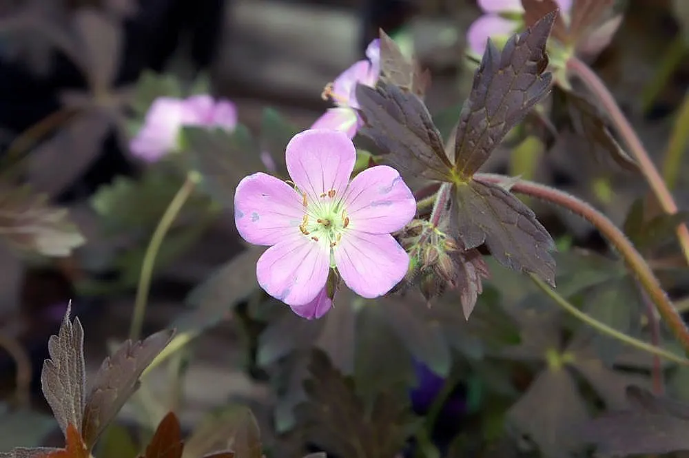 Wild Geranium (Geranium Maculatum) — flourishing in USDA zones 3 through 8; pink flowers in the garden
