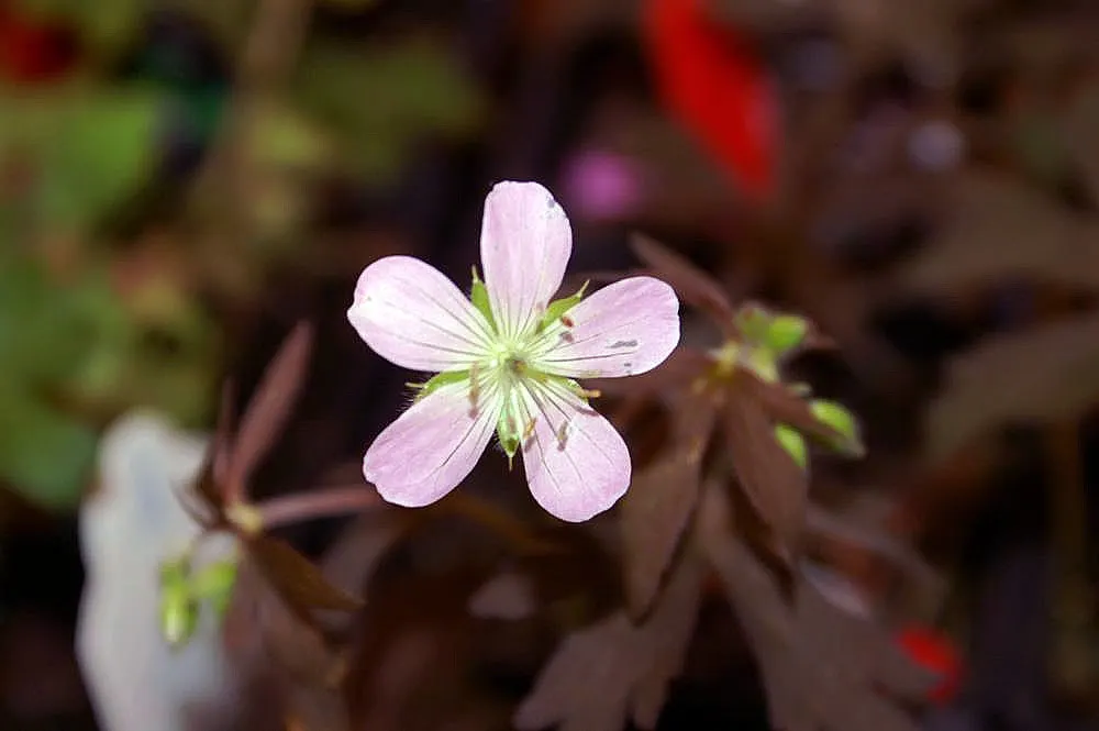 Wild Geranium (Geranium Maculatum) — hence the species' epithet.<br><br>Come spring; it also exhibits considerable drought tolerance once established