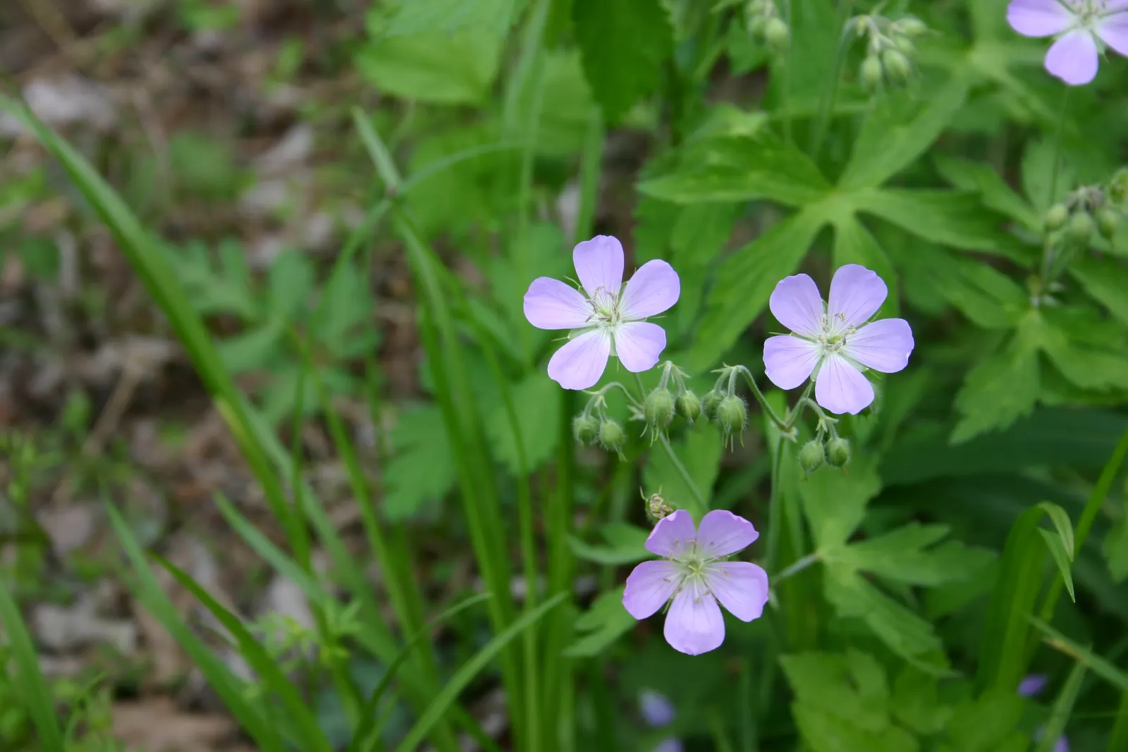 Wild Geranium (Geranium Maculatum) — measure between 1 to 1.5 inches across and are borne in loose clusters atop erect