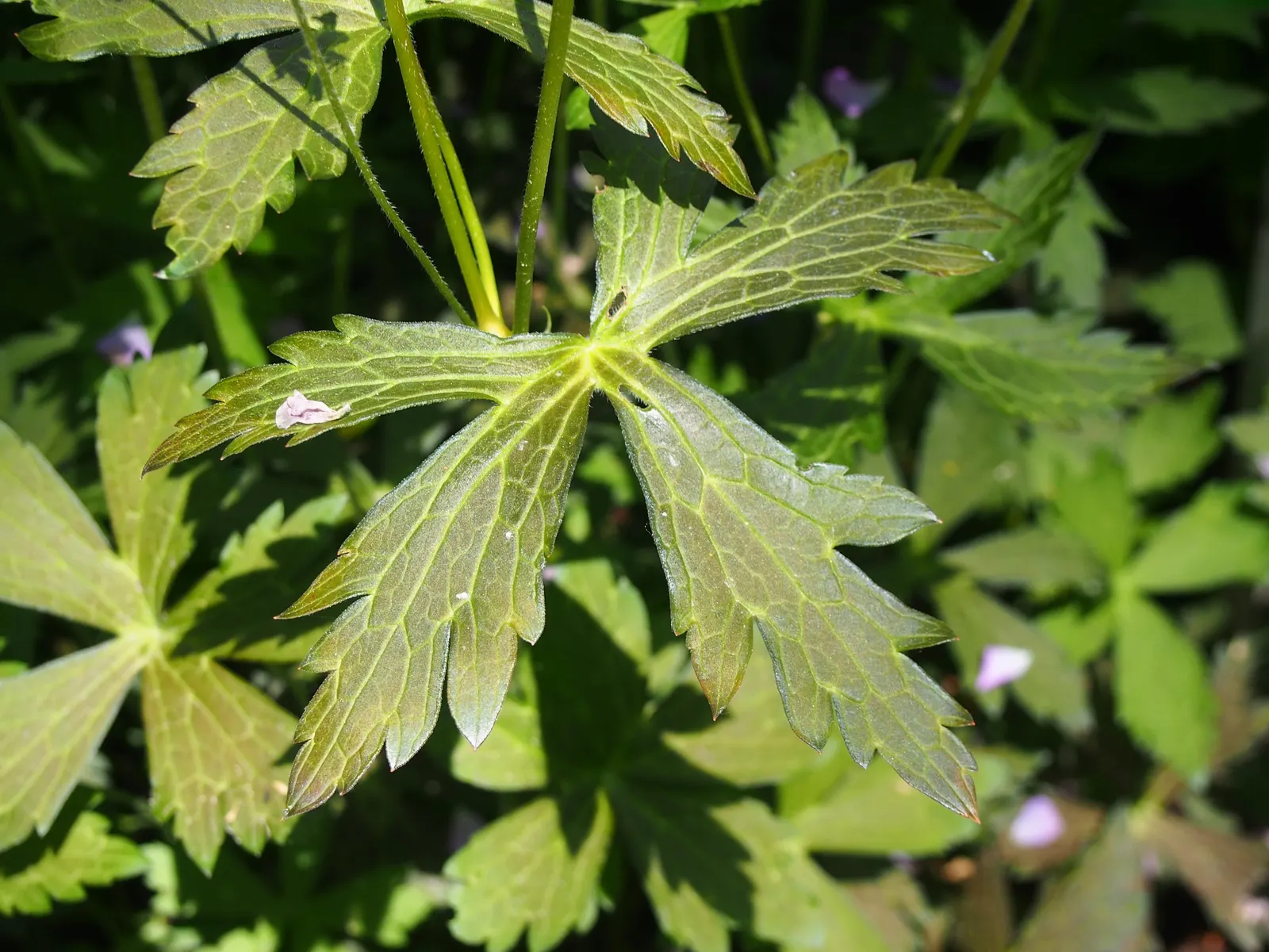 Wild Geranium (Geranium Maculatum) — perennial for full or half; geranium maculatum is an attractive