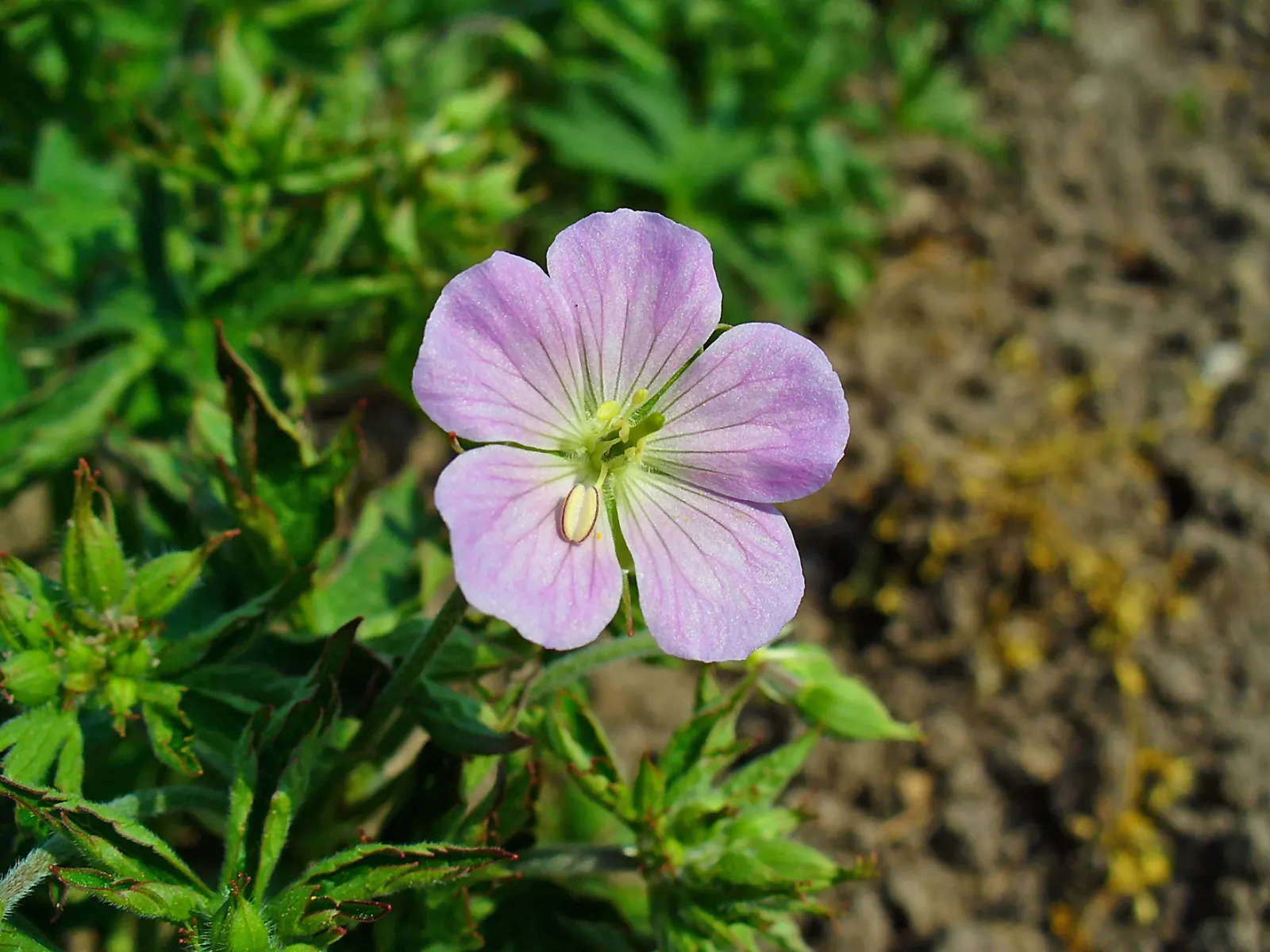 Wild Geranium (Geranium Maculatum) — This North American native thrives in USDA zones 3-8