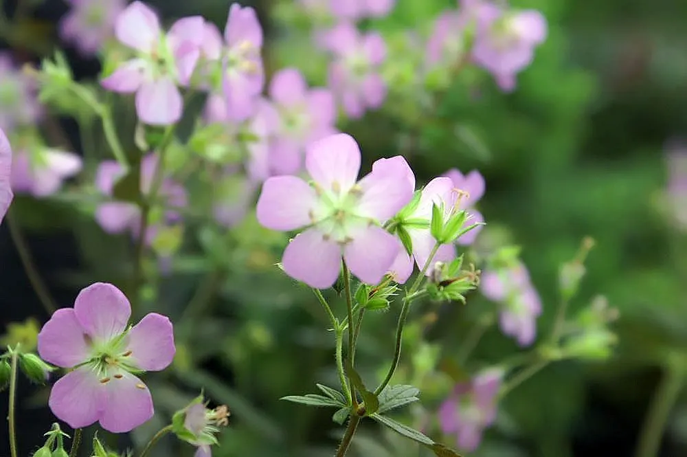 Wild Geranium (Geranium Maculatum) — It boasts distinctive 1.5-inch-wide lavender-pink flowers in spring and palmately lobed leaves; geranium, image 50