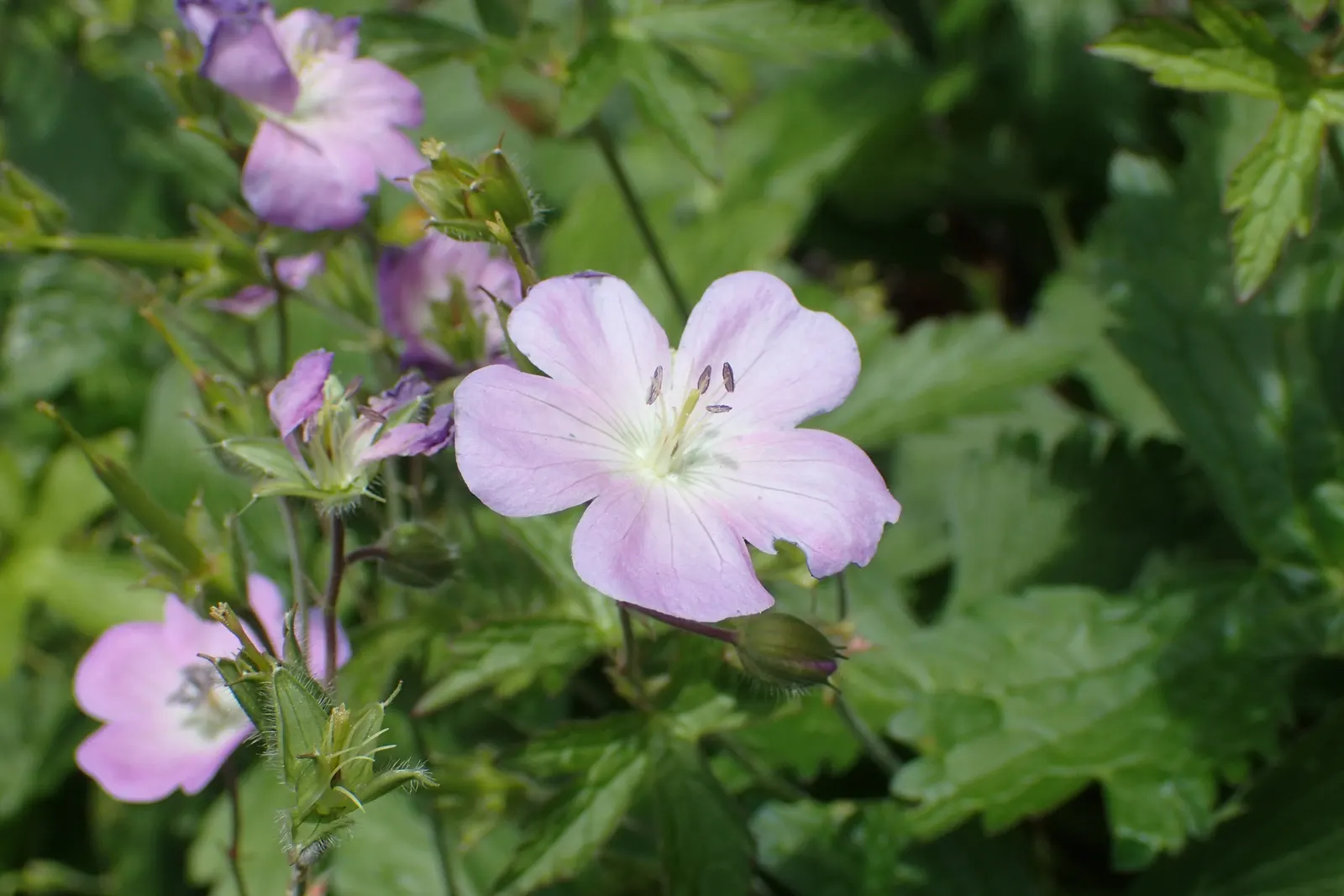 Wild Geranium (Geranium Maculatum) — measure between 1 to 1.5 inches across and are borne in loose clusters atop erect; the Wild Geranium prefers, image 61