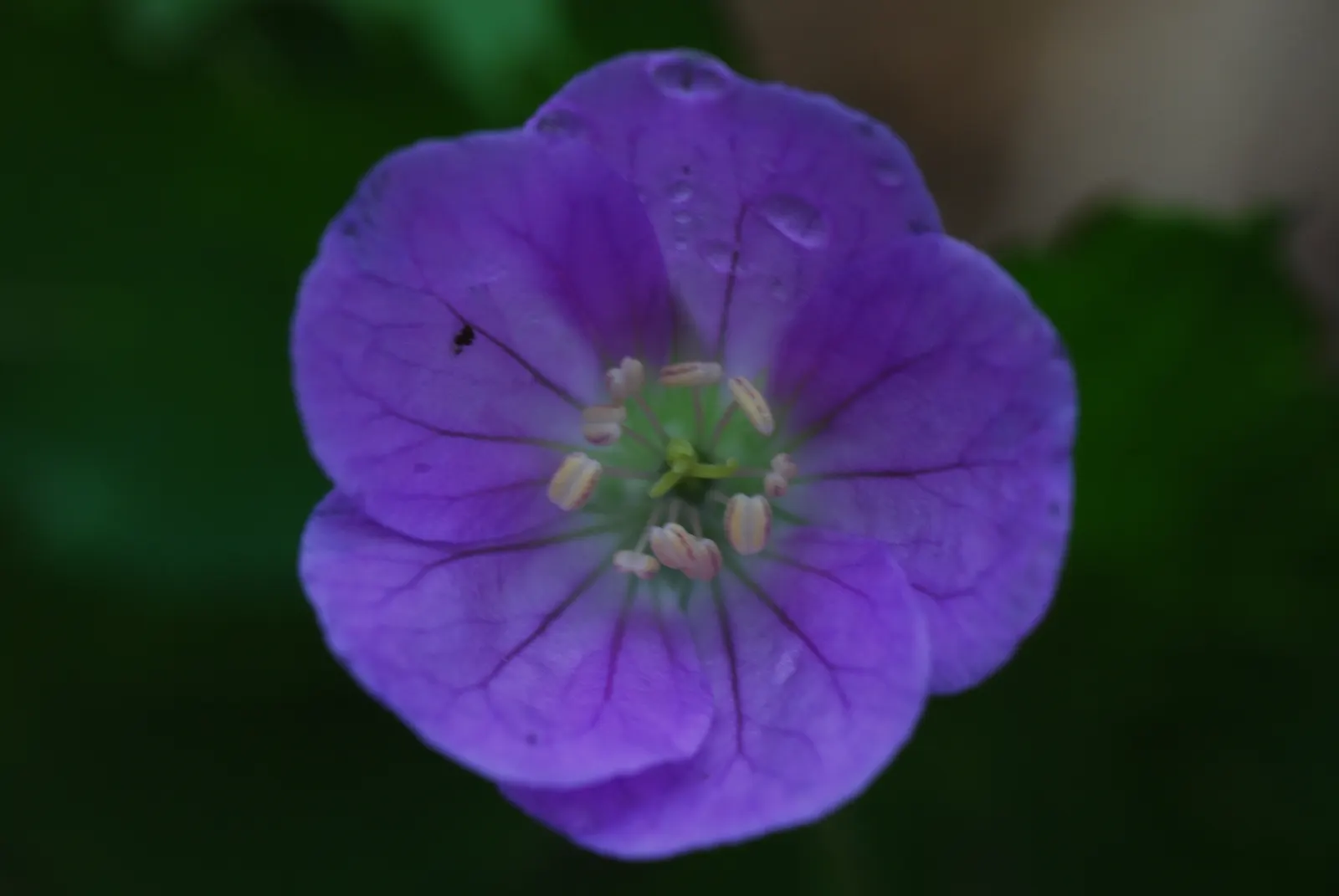 Wild Geranium (Geranium Maculatum) — Geranium maculatum steals the show with a profusion of delicate blooms