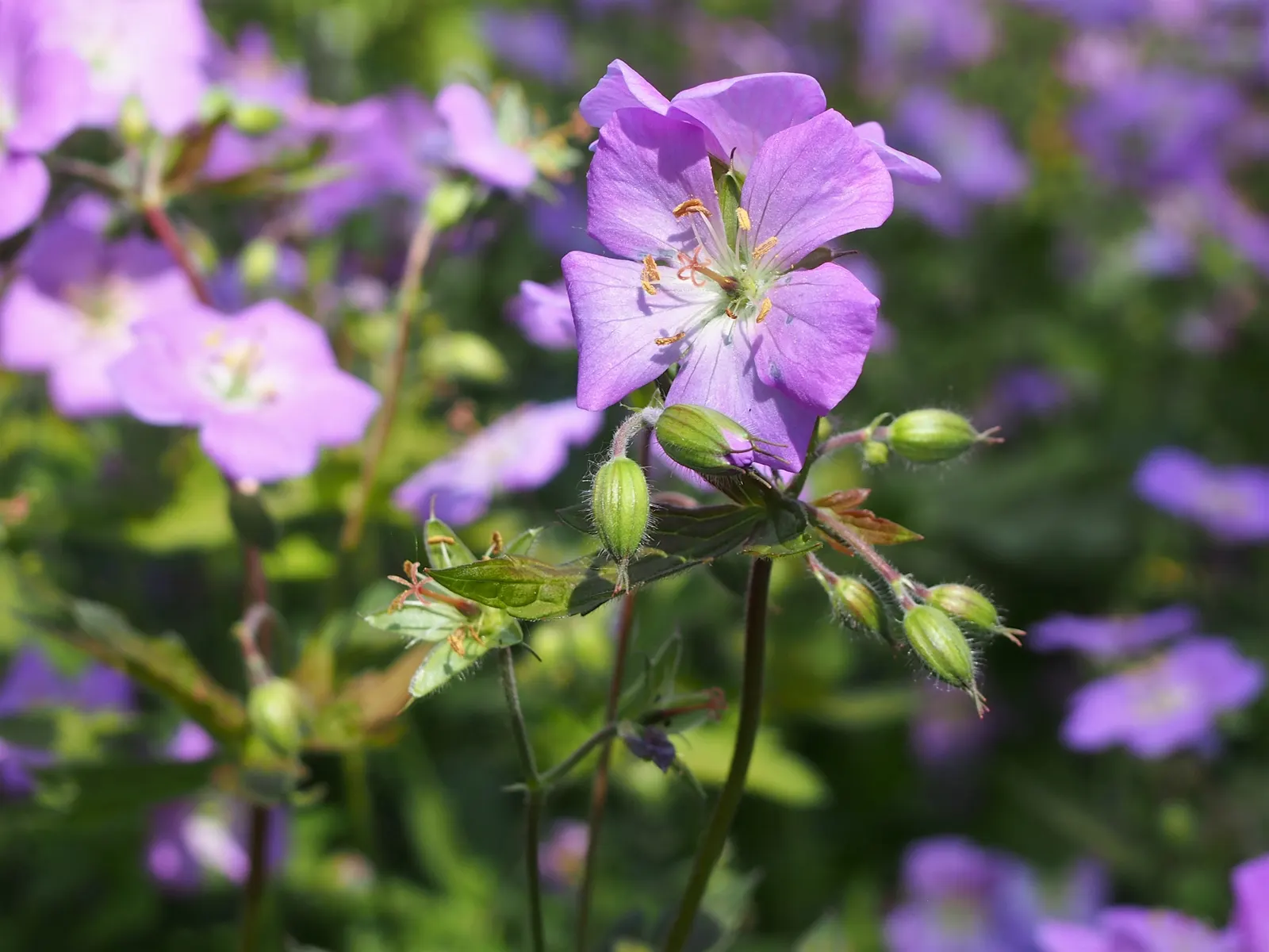 Wild Geranium (Geranium Maculatum) — is a charming perennial native to the eastern North American woodlands; casual feel to garden beds and, image 54