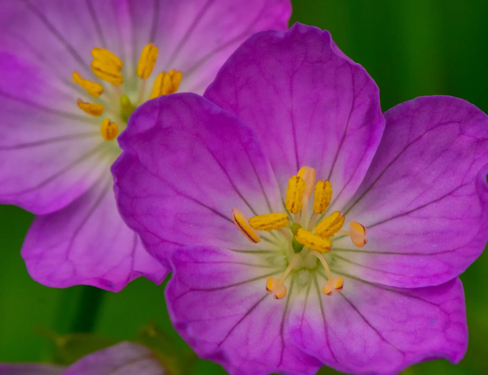 Wild Geranium (Geranium Maculatum) — flourishing in USDA zones 3 through 8