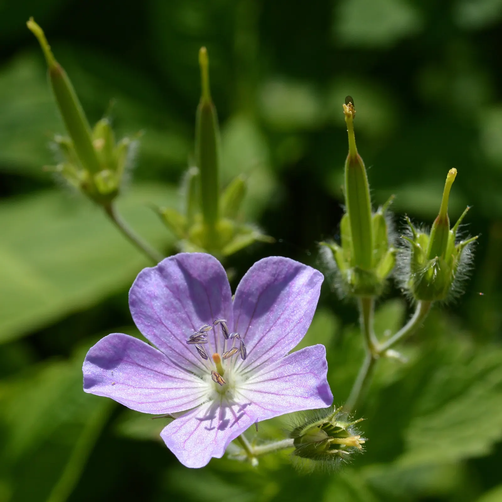 Wild Geranium (Geranium Maculatum) — Each leaf is marked with distinctive characteristics - they typically showcase a mottled or maculated pattern, image 57