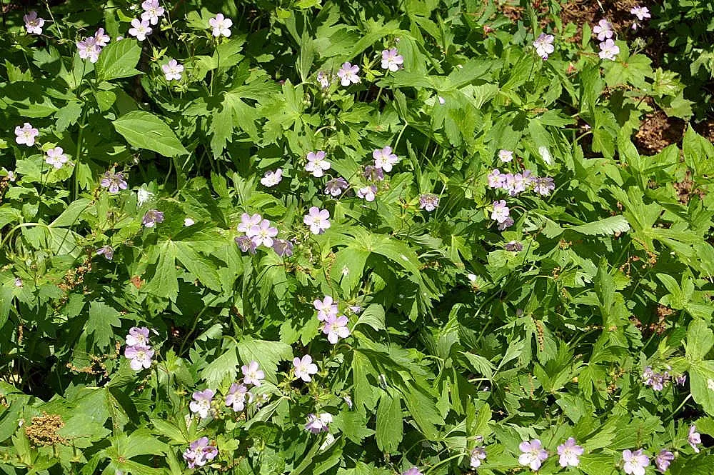 Wild Geranium (Geranium Maculatum) — Geranium maculatum is an attractive
