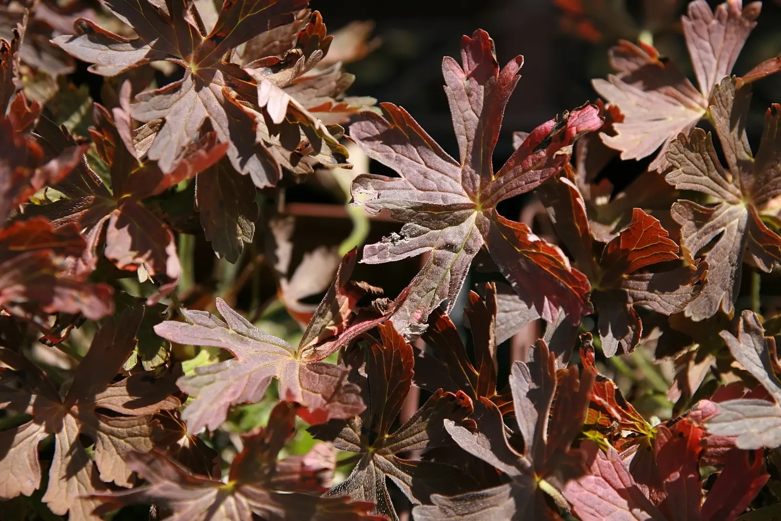 Wild Geranium (Geranium Maculatum) — It boasts distinctive 1.5-inch-wide lavender-pink flowers in spring and palmately lobed leaves; geranium maculatum steals