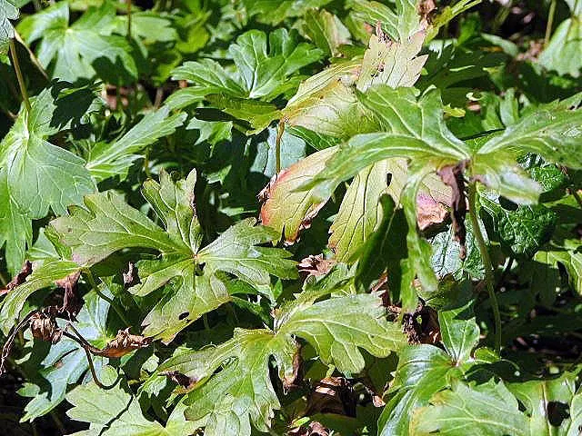 Wild Geranium (Geranium Maculatum) — Geranium maculatum steals the show with a profusion of delicate blooms; it boasts distinctive 1.5-inch-wide, image 83