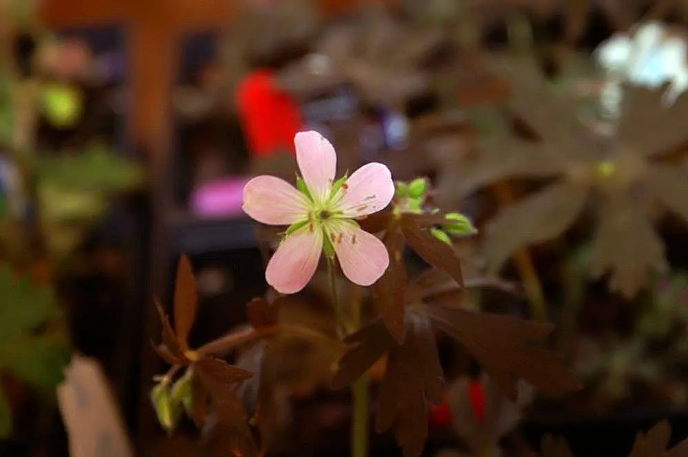 Wild Geranium (Geranium Maculatum) — the Wild Geranium prefers rich; measure between 1 to 1.5 inches across and are borne in loose clusters atop erect