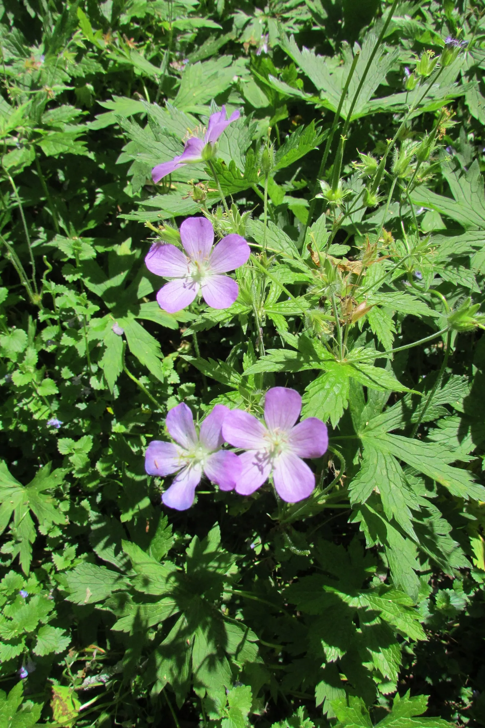 Wild Geranium (Geranium Maculatum) — further enhances its appeal; well-drained soil with an organic layer that imitates its forest floor origins, image 116