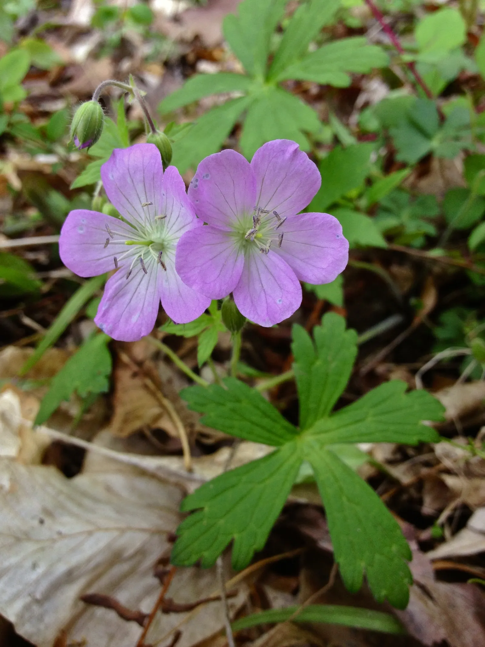 Wild Geranium (Geranium Maculatum) — hence the species' epithet.<br><br>Come spring; it also exhibits considerable drought tolerance once, image 106
