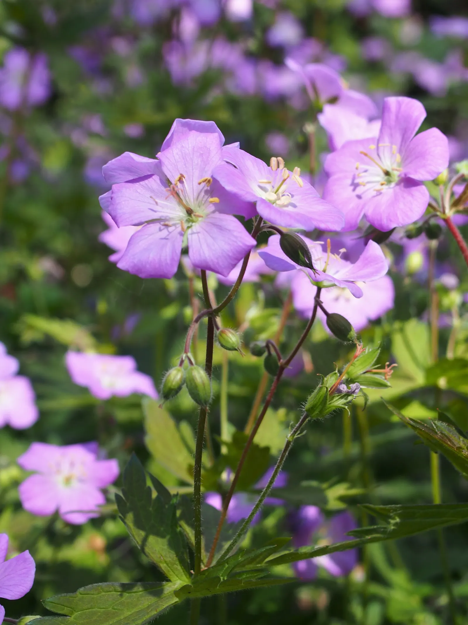 Wild Geranium (Geranium Maculatum) — Each leaf is marked with distinctive characteristics - they typically showcase a mottled or maculated pattern; ranging in