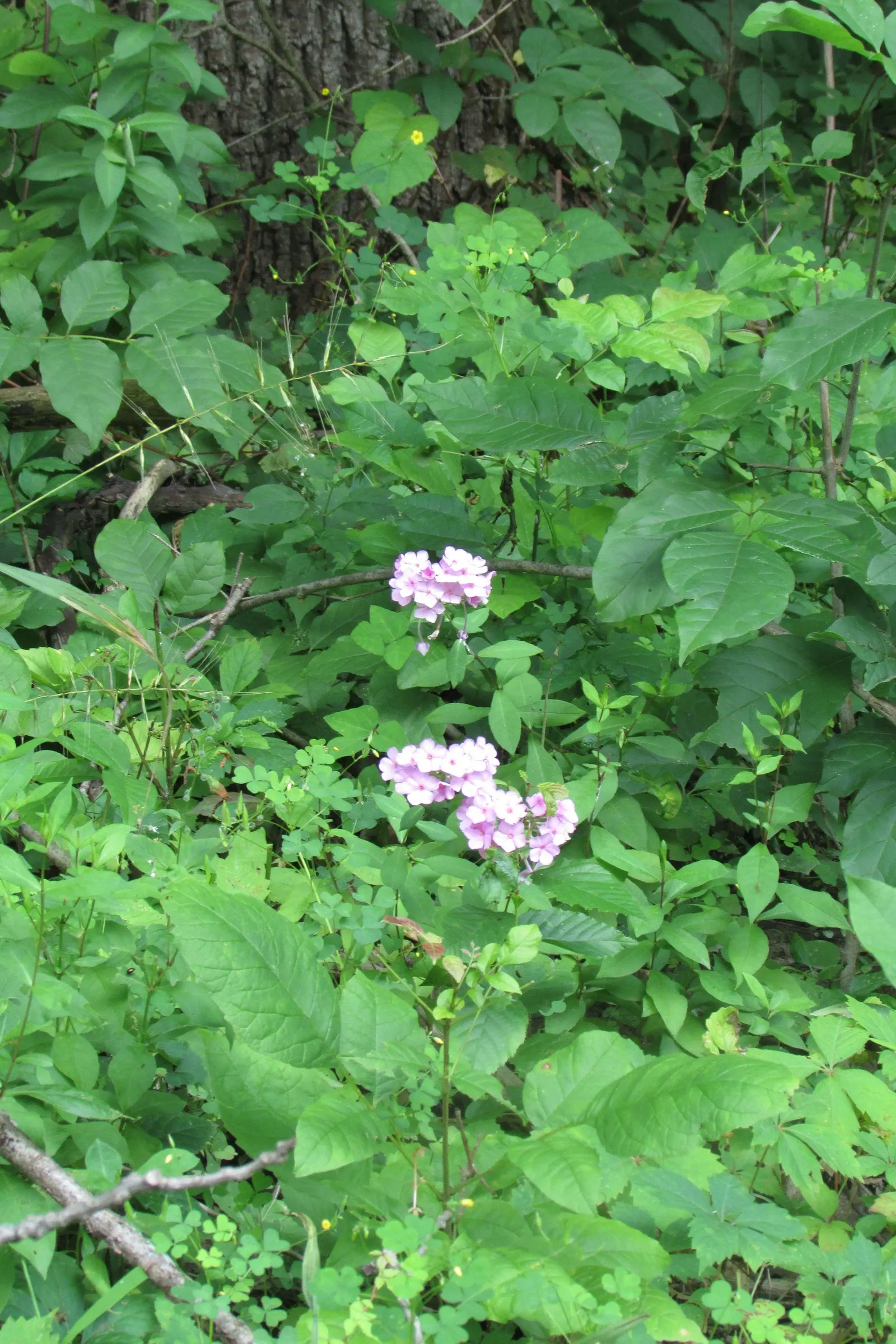 Wild Geranium (Geranium Maculatum) — measure between 1 to 1.5 inches across and are borne in loose clusters atop erect; the Wild Geranium prefers, image 109