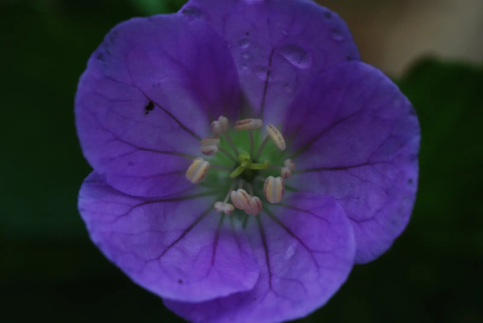 Wild Geranium (Geranium Maculatum) — is a charming perennial native to the eastern North American woodlands; casual feel to garden beds and, image 78