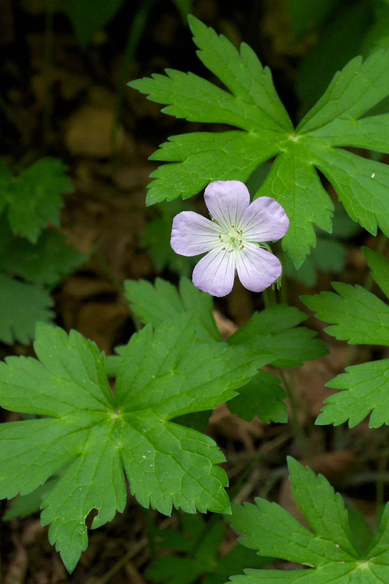 Wild Geranium (Geranium Maculatum) — Wild Geranium (Geranium maculatum) is a shade-tolerant perennial reaching 1 to 2 feet in height; and can be, image 73