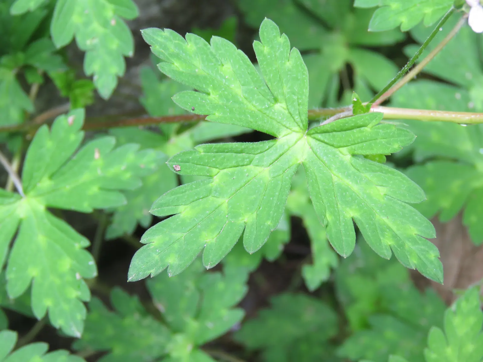 Wild Geranium (Geranium Maculatum) — and can be used for woodland gardens; wild Geranium (Geranium maculatum) is a shade-tolerant perennial, image 52