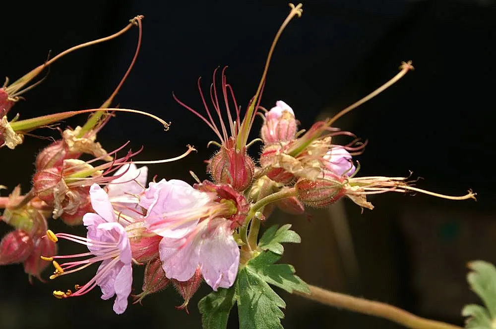 Wild Geranium (Geranium Maculatum) — Geranium maculatum is an attractive; perennial for full or half, image 117