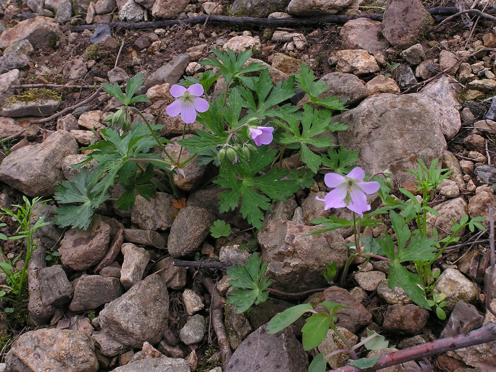 Wild Geranium (Geranium Maculatum) — hence the species' epithet.<br><br>Come spring; it also exhibits considerable drought tolerance once, image 82