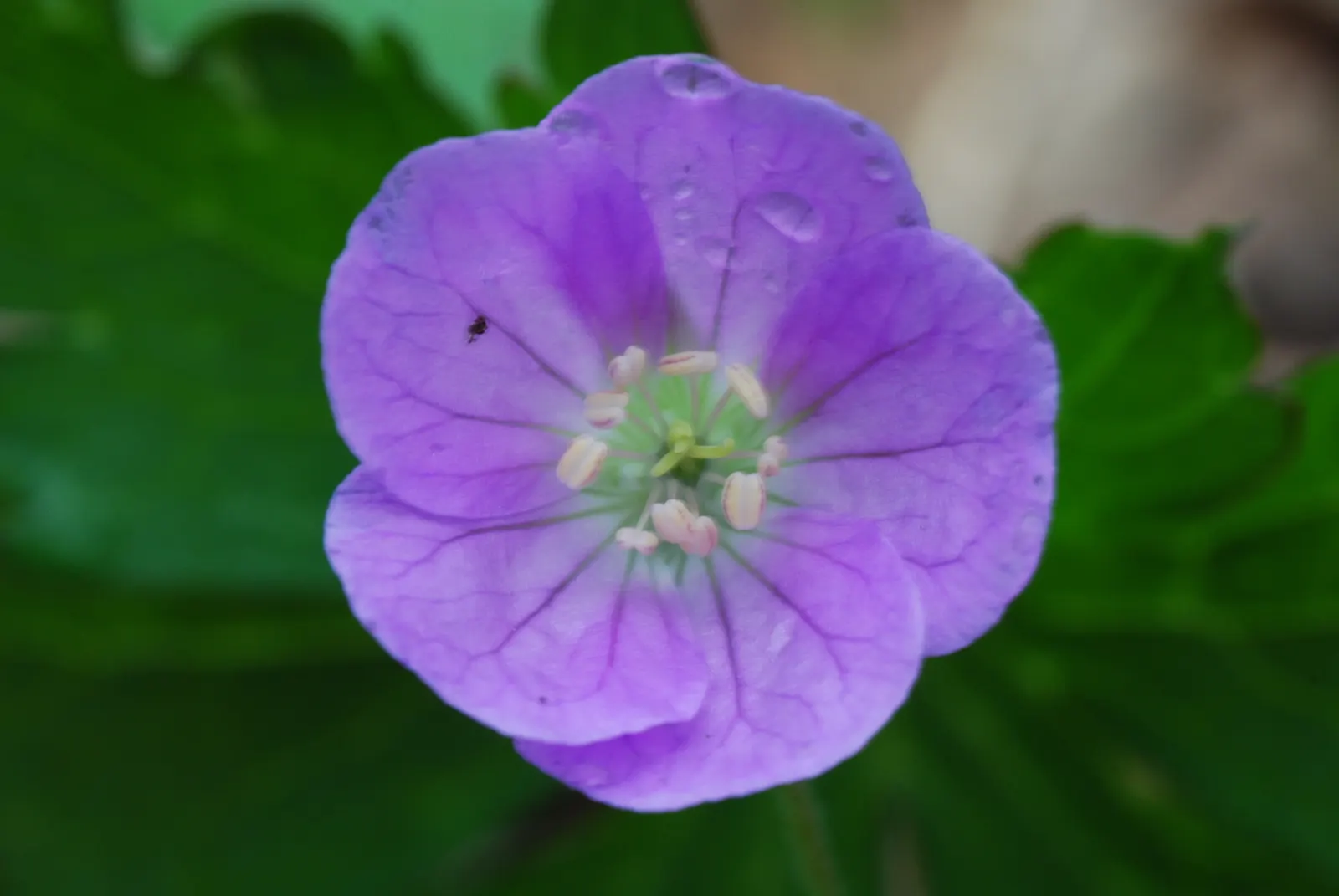 Wild Geranium (Geranium Maculatum) — Each leaf is marked with distinctive characteristics - they typically showcase a mottled or maculated pattern, image 105