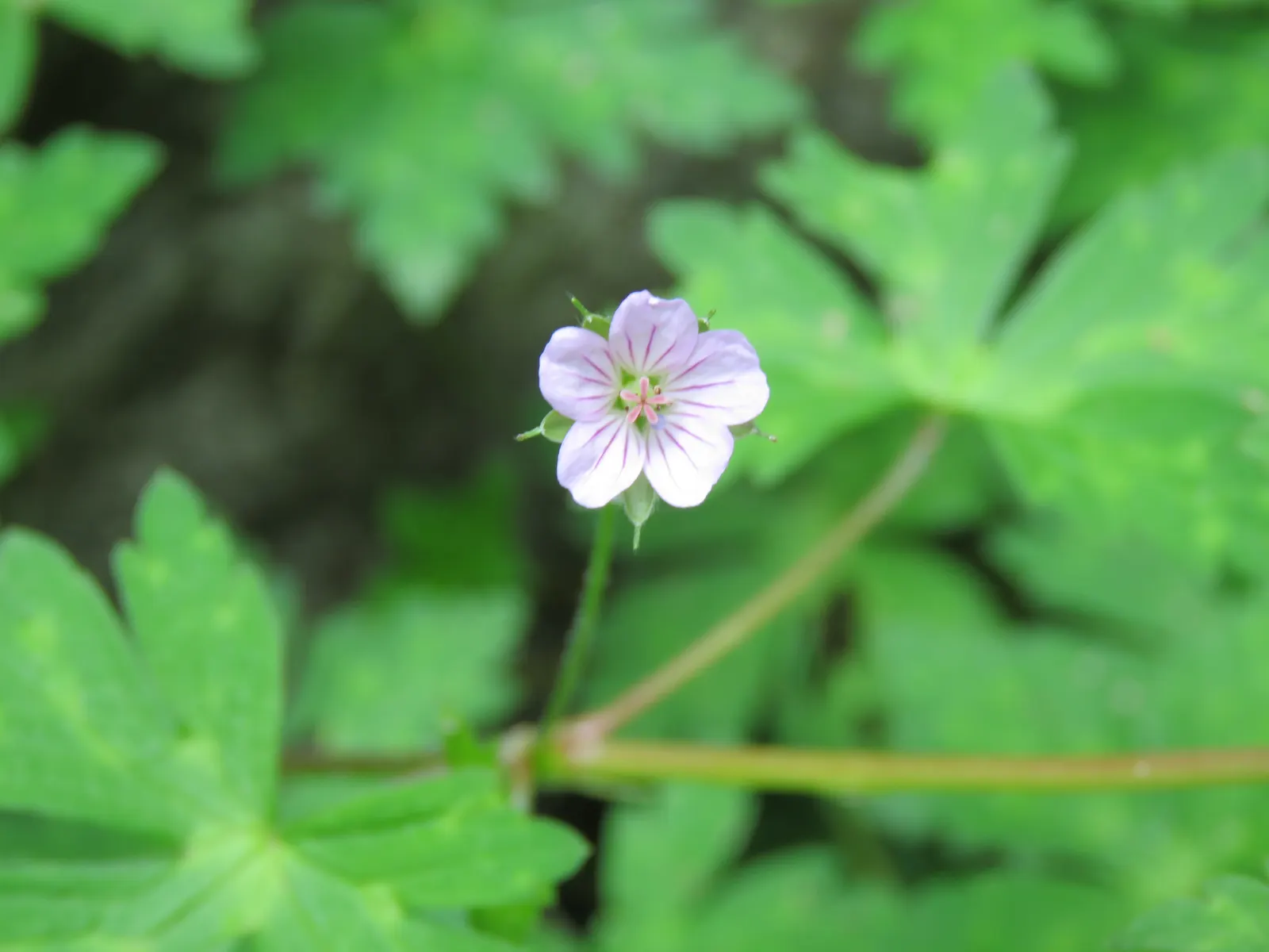 Wild Geranium (Geranium Maculatum) — flourishing in USDA zones 3 through 8; pink flowers in the garden, image 55