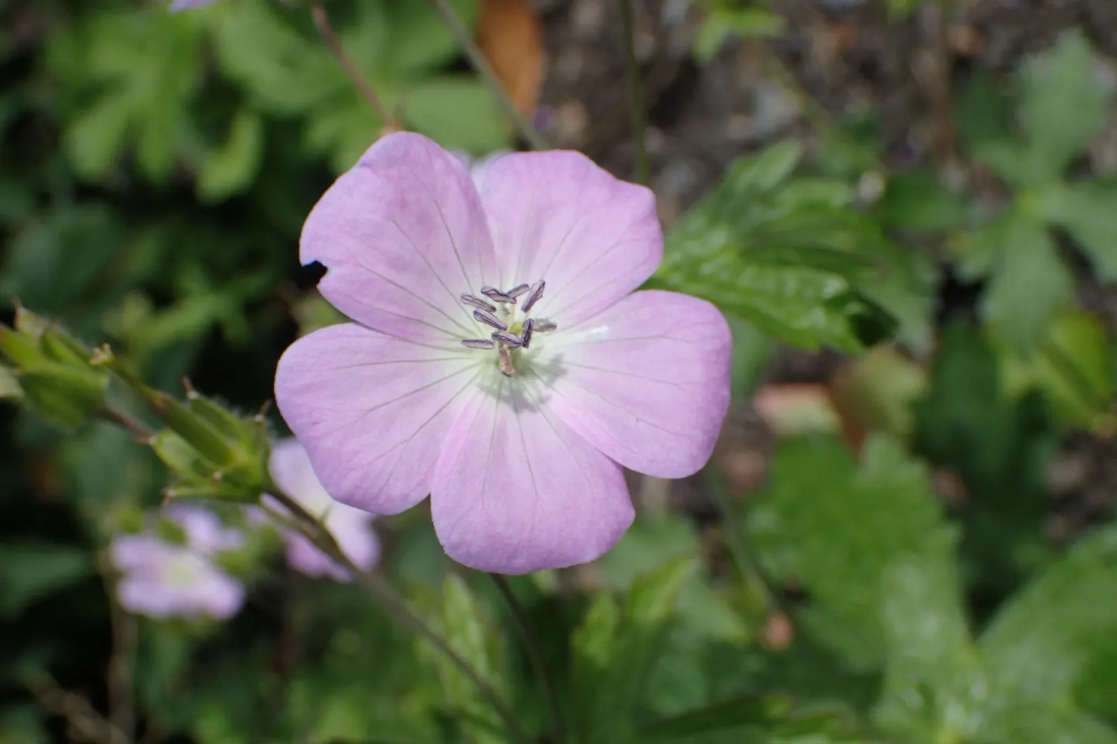 Wild Geranium (Geranium Maculatum) — This North American native thrives in USDA zones 3-8; despite these preferences, image 75