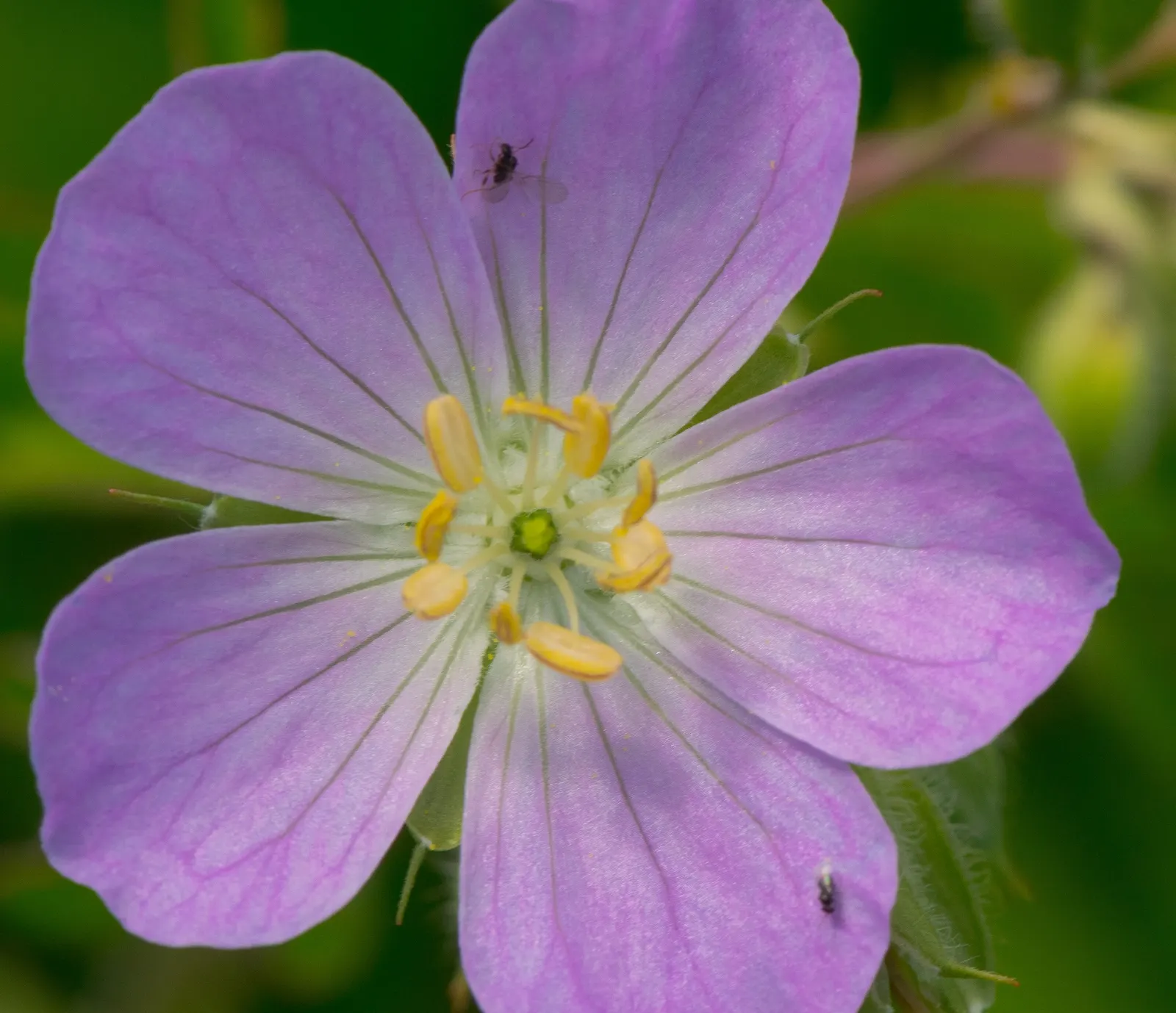 Wild Geranium (Geranium Maculatum) — further enhances its appeal
