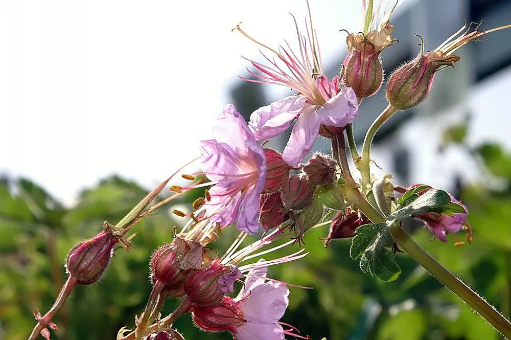 Wild Geranium (Geranium Maculatum) — Each leaf is marked with distinctive characteristics - they typically showcase a mottled or maculated pattern
