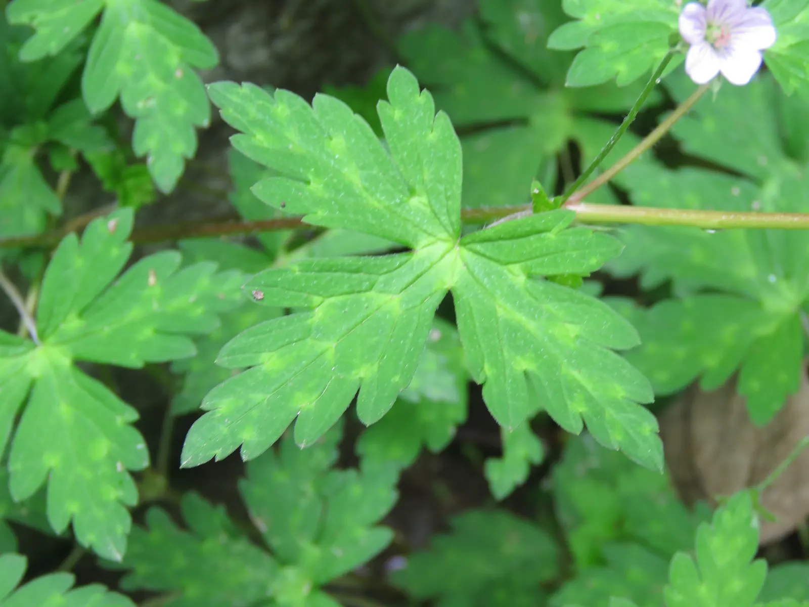 Wild Geranium (Geranium Maculatum) — Mature plants reach a stately height of about 18 to 24 inches; perennial with pink blooms