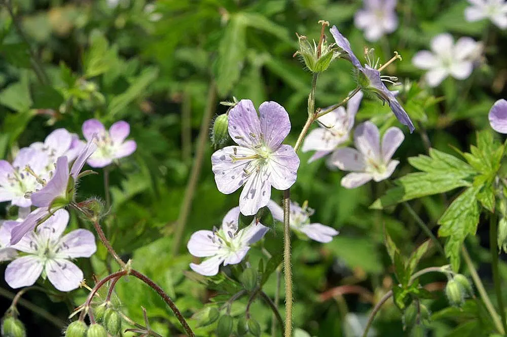 Wild Geranium (Geranium Maculatum) — Geranium maculatum is an attractive; perennial for full or half, image 93