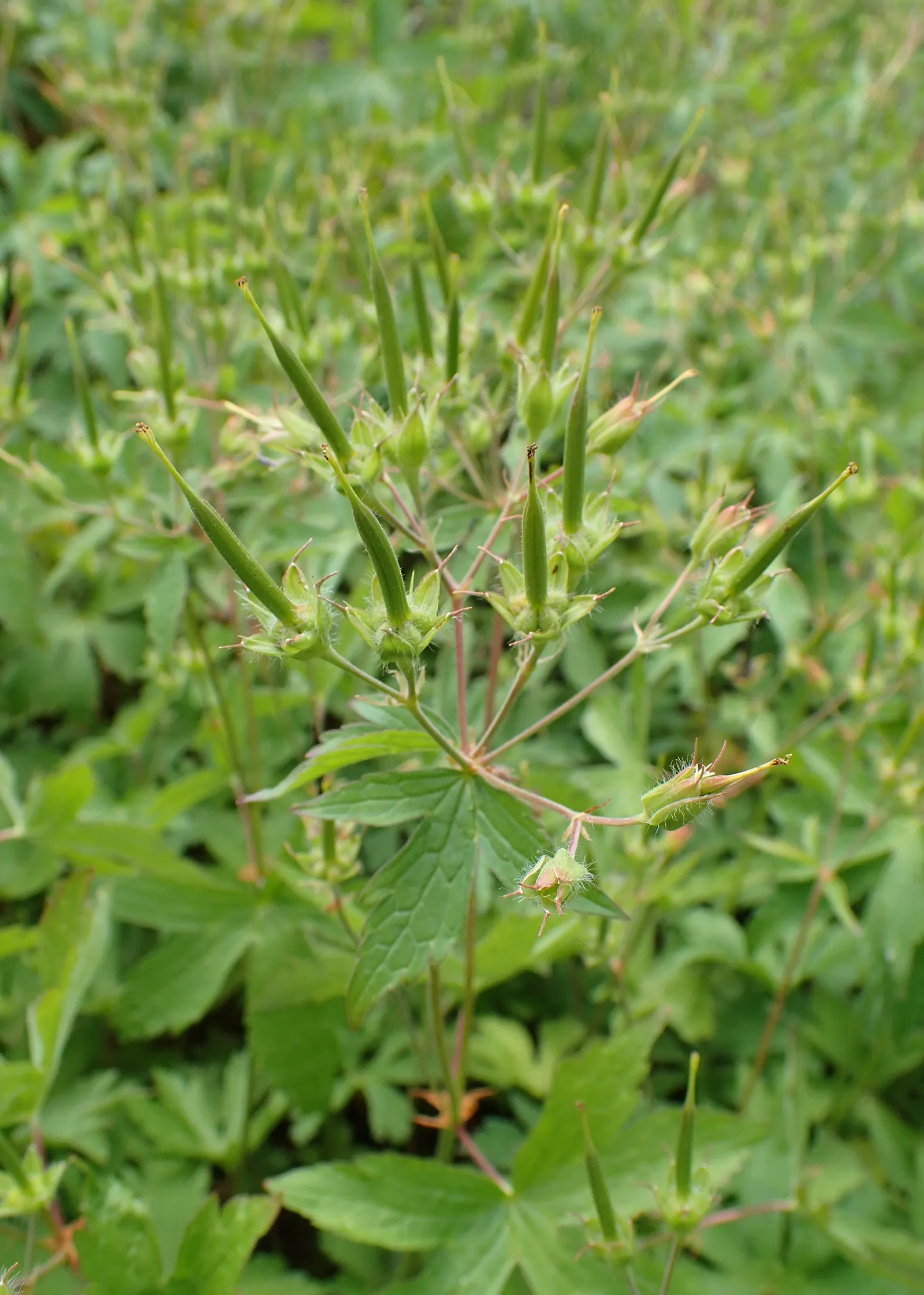 Wild Geranium (Geranium Maculatum) — This hardy plant sports deeply lobed leaves, with a palmate shape that spans roughly 4 to 6 inches across; its, image 56