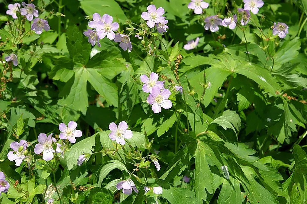 Wild Geranium (Geranium Maculatum) — Mature plants reach a stately height of about 18 to 24 inches; perennial with pink blooms, image 110