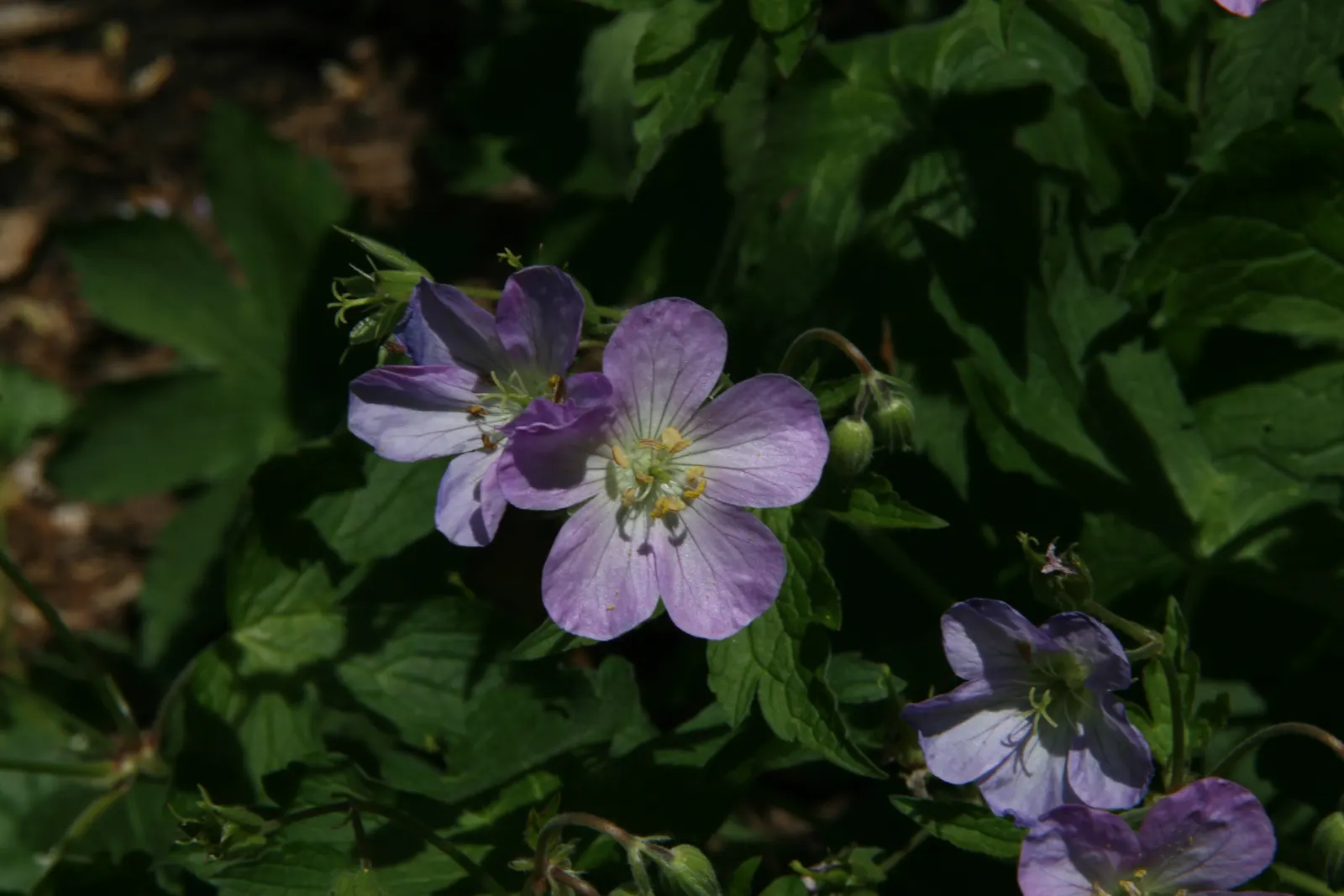 Wild Geranium (Geranium Maculatum) — and can be used for woodland gardens; wild Geranium (Geranium maculatum) is a shade-tolerant perennial, image 100