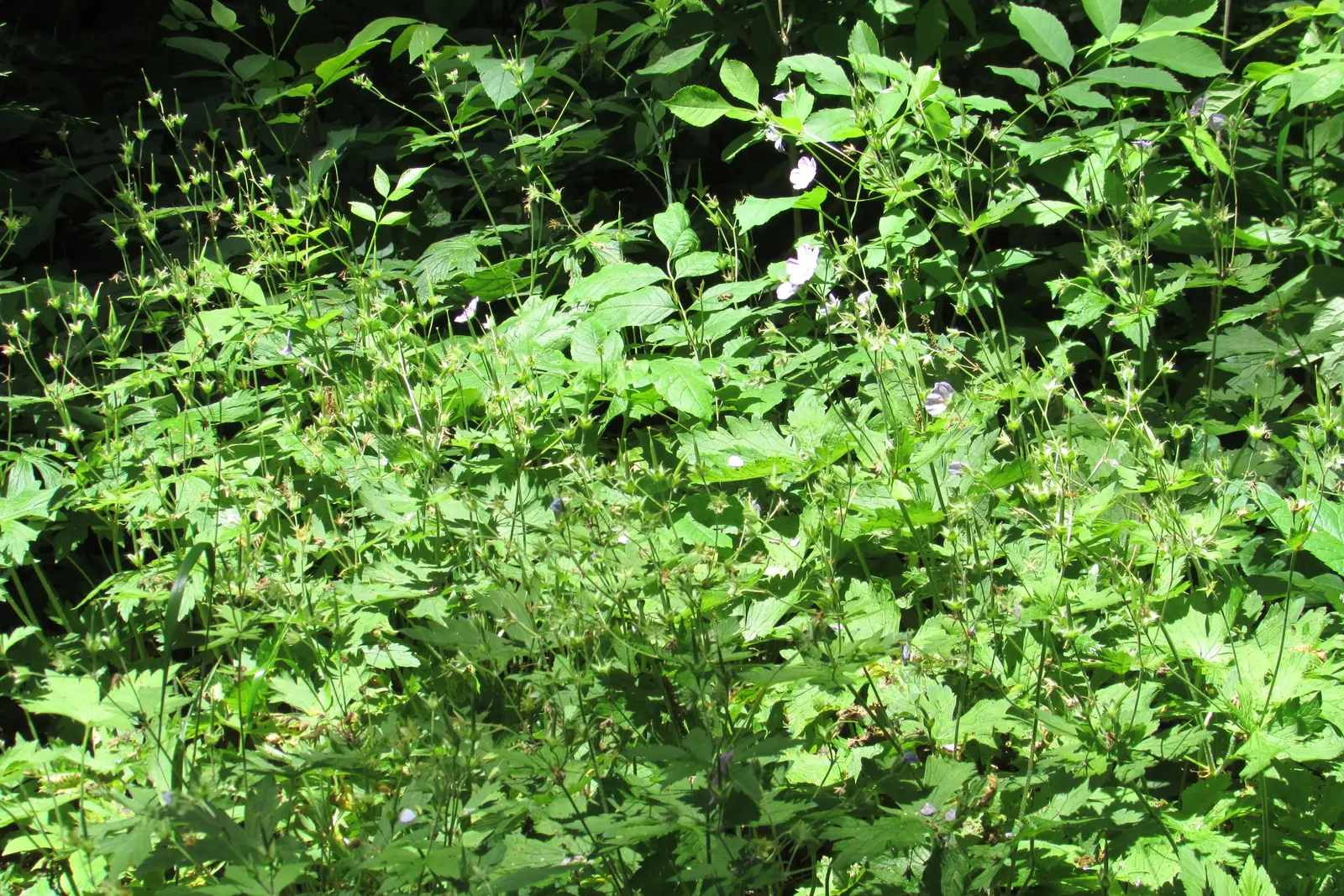 Wild Geranium (Geranium Maculatum) — and can be used for woodland gardens; wild Geranium (Geranium maculatum) is a shade-tolerant perennial, image 76