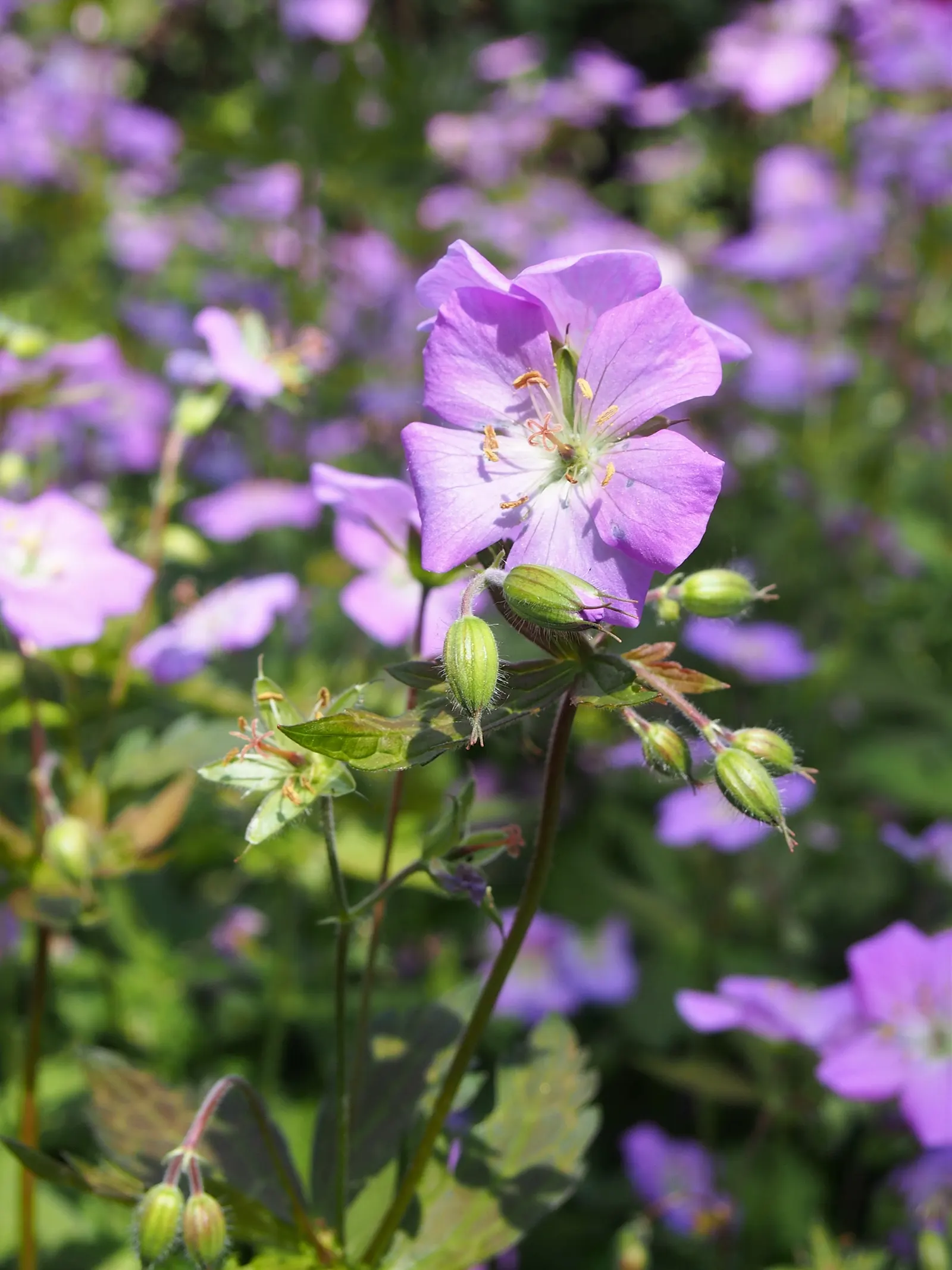 Wild Geranium (Geranium Maculatum) — Despite these preferences; this North American native thrives in USDA zones 3-8