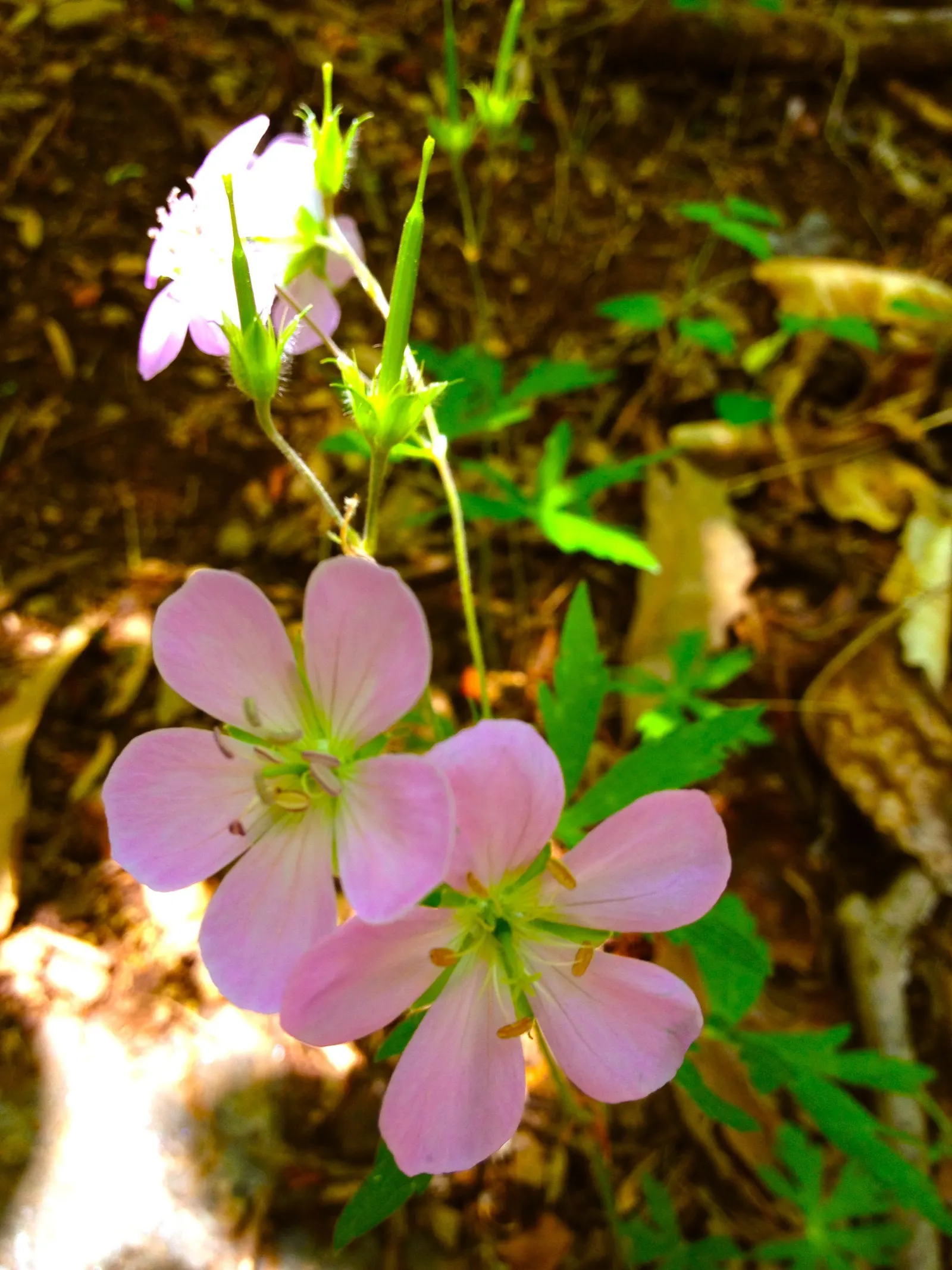 Wild Geranium (Geranium Maculatum) — Despite these preferences; this North American native thrives in USDA zones 3-8, image 90
