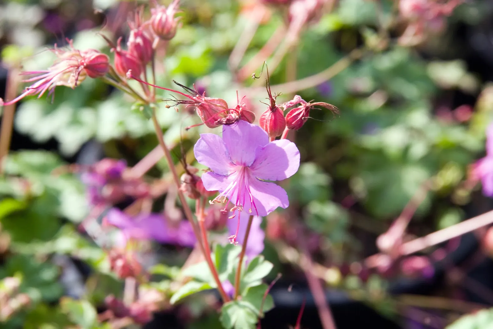 Wild Geranium (Geranium Maculatum) — Mature plants reach a stately height of about 18 to 24 inches; perennial with pink blooms, image 86