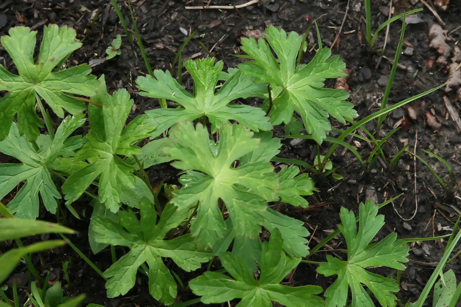 Wild Geranium (Geranium Maculatum) — Wild Geranium (Geranium maculatum) is a shade-tolerant perennial reaching 1 to 2 feet in height