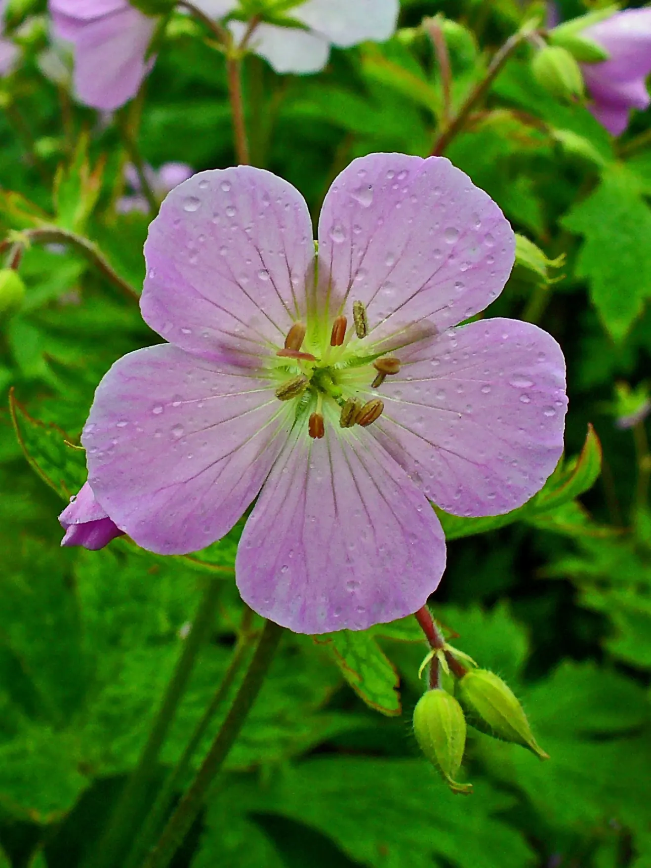 Wild Geranium (Geranium Maculatum) — the Wild Geranium prefers rich